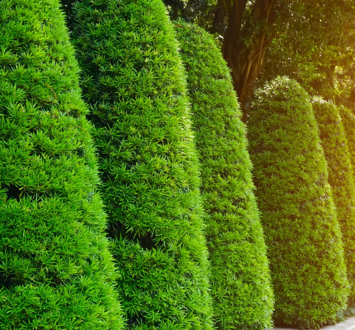 Ландшафтный  дизайн-проект